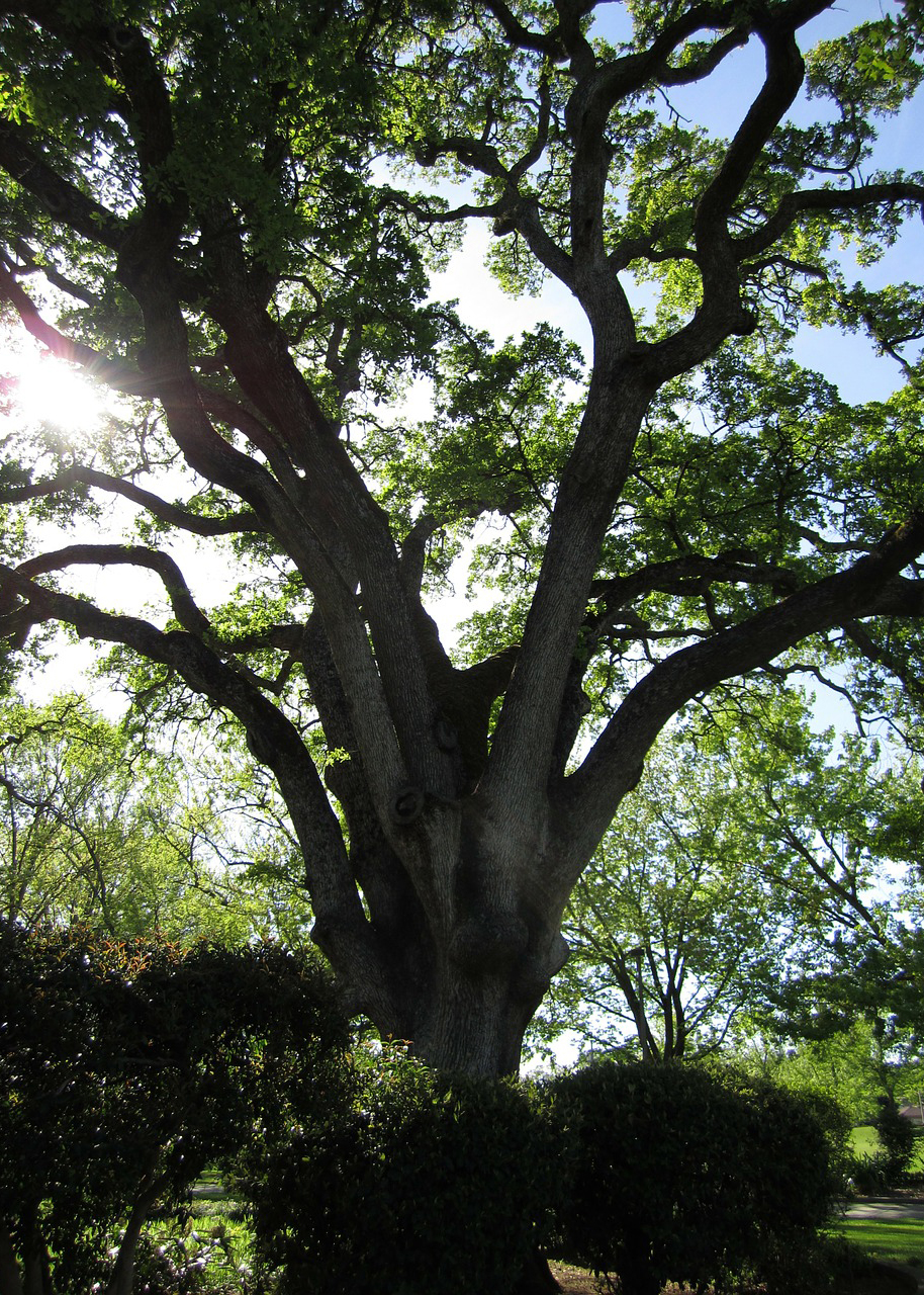 oak-tree-70852_1280 – The Druid's Cauldron