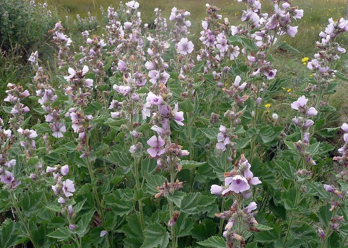 Marshmallow: A Soft and Sweet Beauty