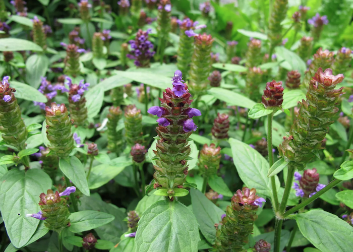 Self Heal: The Herb of Longevity
