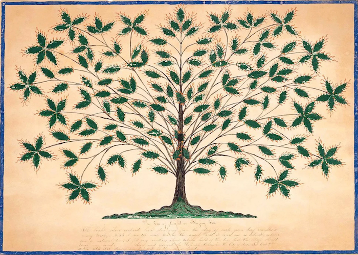 Ogham and the Knowledge of the Trees