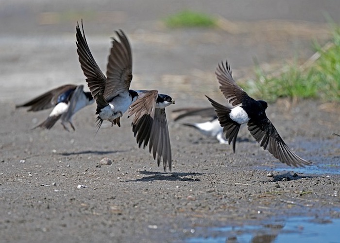 House Martins Colonize My Eaves