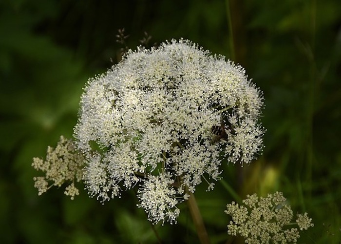 The Divine Messenger: Angelica