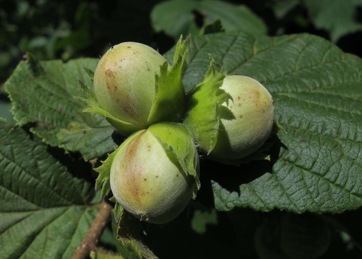 Nine Hazels of Wisdom Continued