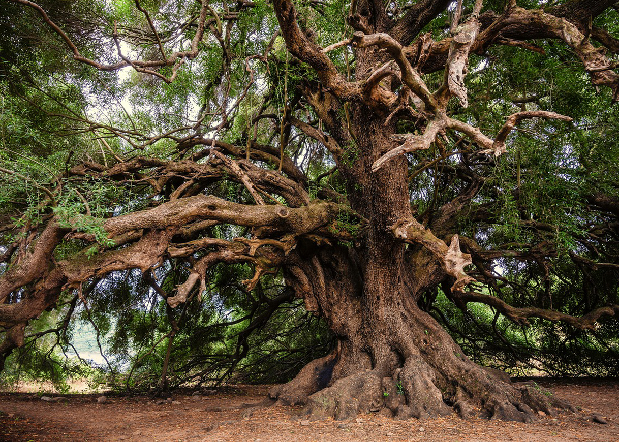 The Sacredness of Wood