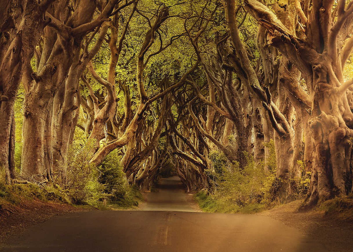 The Sacredness of Wood Continued