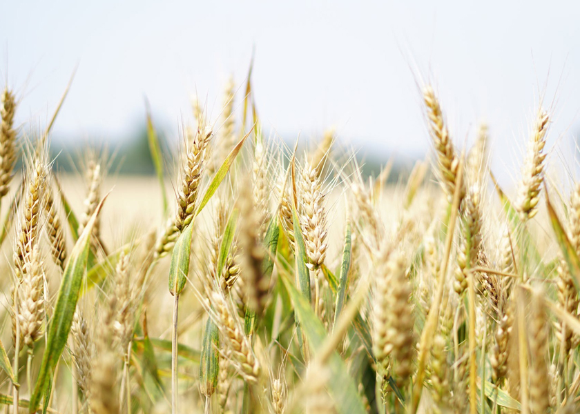 Barley: Sacred Staple Crop