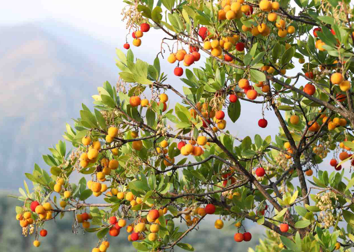 The Strawberry Tree: The Tuatha Dé Danann Apples