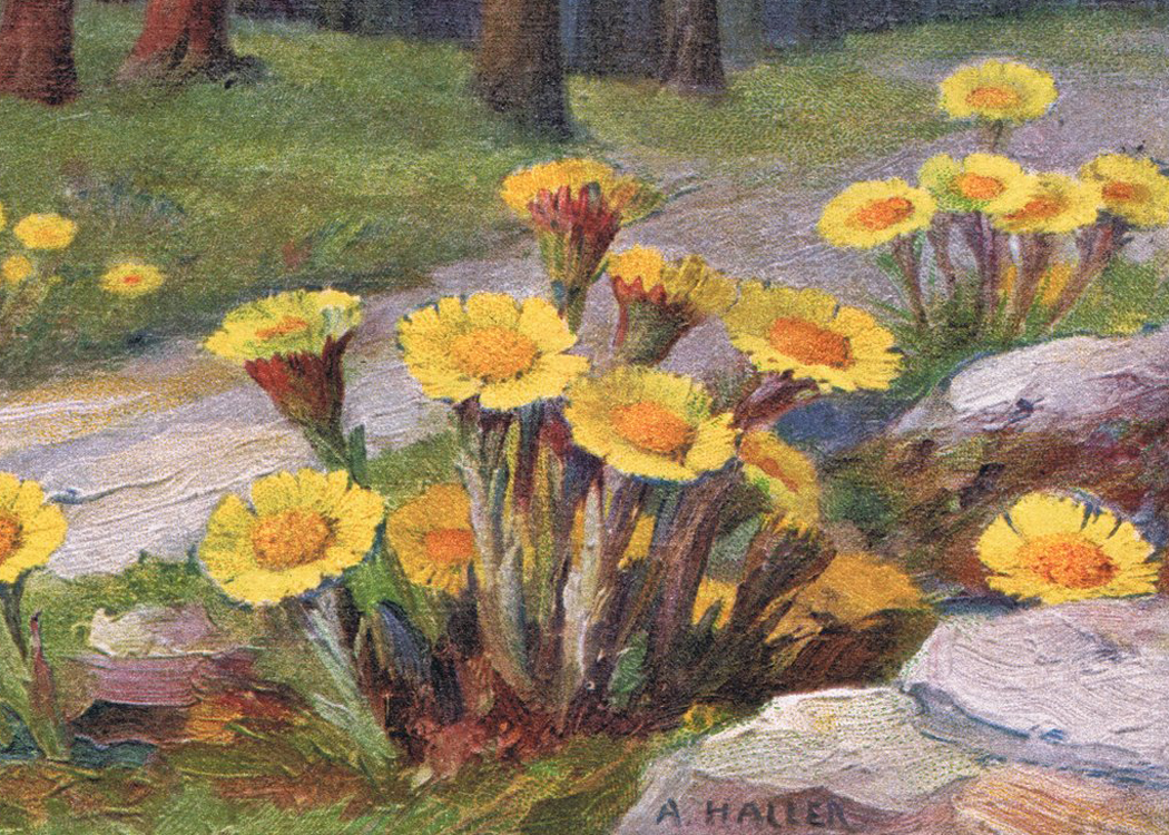 Coltsfoot: The Lung Healer