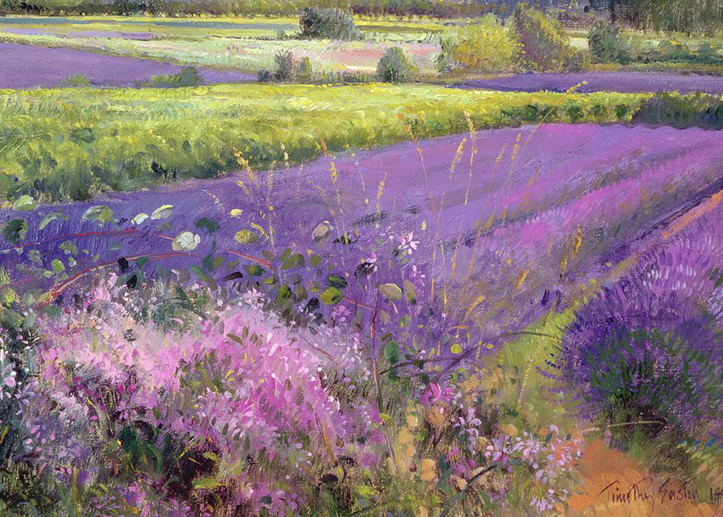 Lavender: The Aromatic