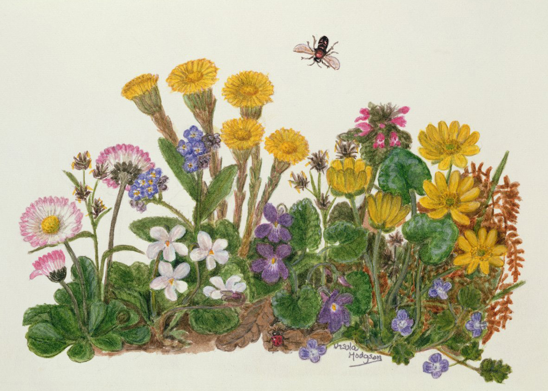 Celandine: An Herb for Eyes